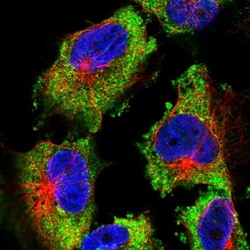 FMRP Antibody, Novus Biologicals:Antibodies:Primary Antibodies
